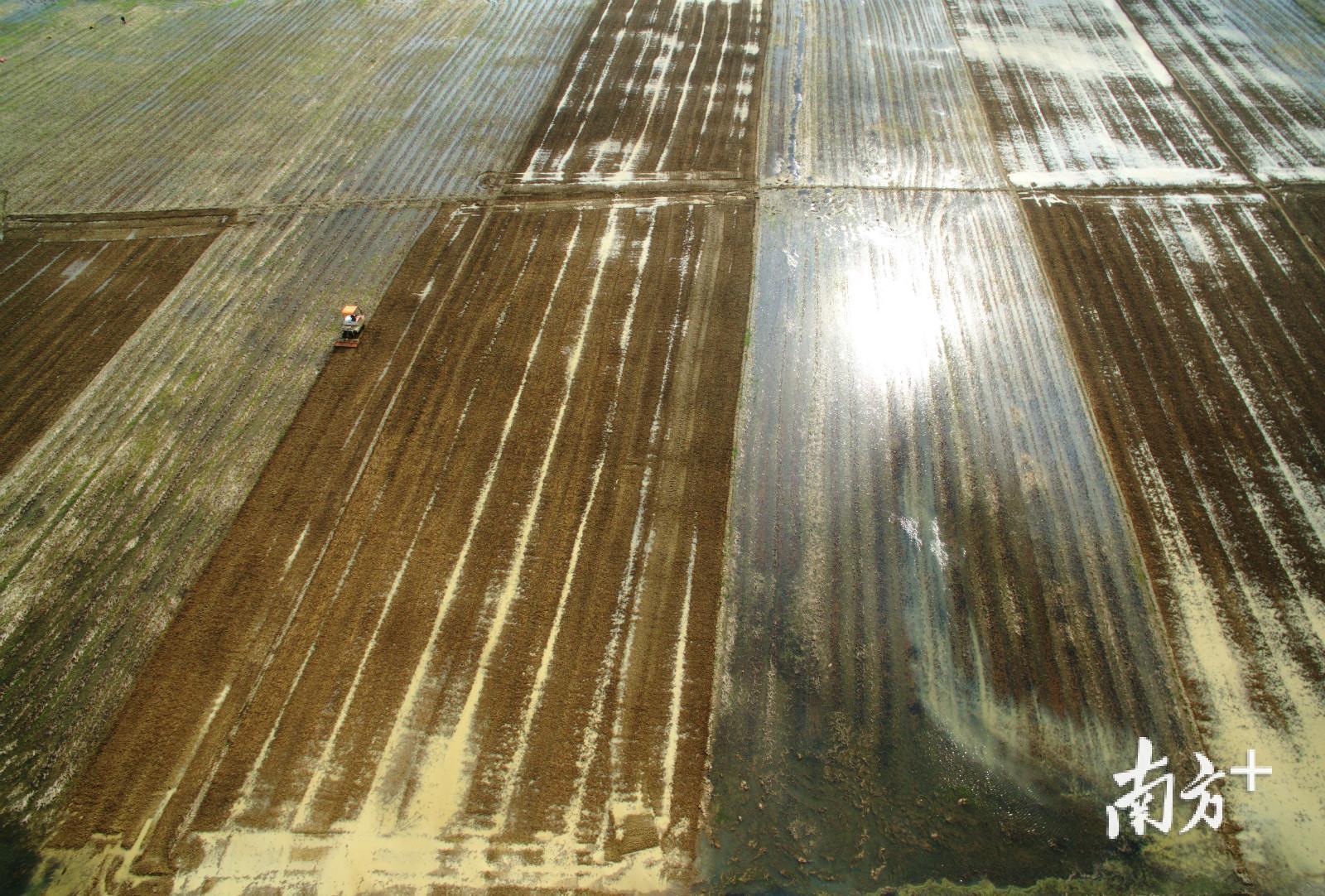 雷州南渡河旁南兴镇麻参村300多亩连片稻田机耕场面，田畴泛水待插秧。李忠 摄