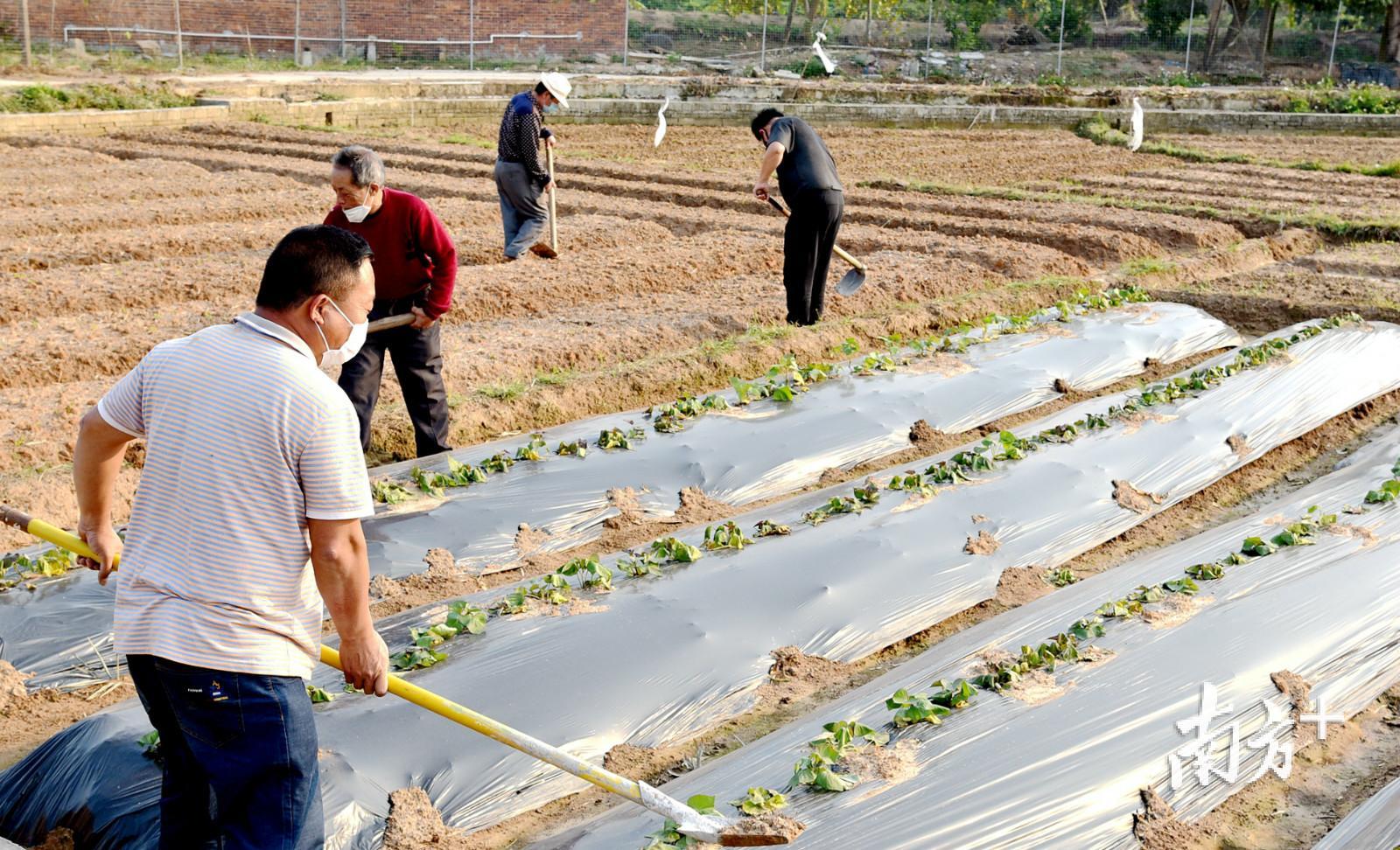 茂名公馆镇乌石垌村农户抢抓农时春耕。陈国汉 摄