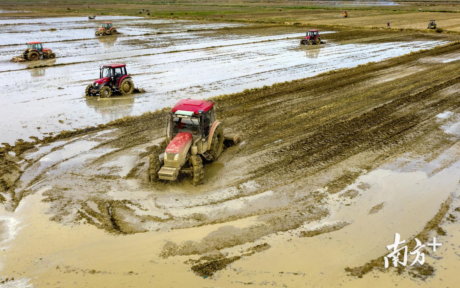 雷州附城镇的连片洋田正在春耕，场面热火朝天。李忠 摄