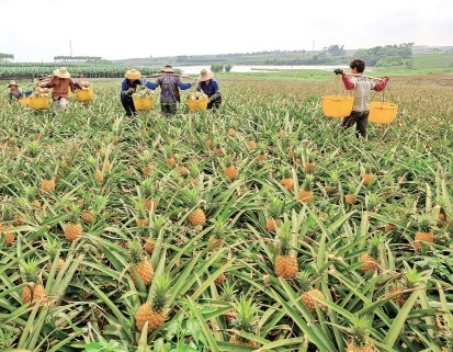 广东农垦：企农联合释放新活力