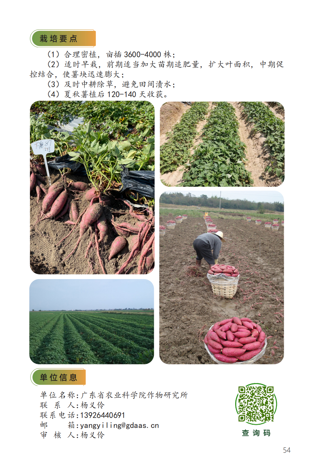 广薯 87-2.png