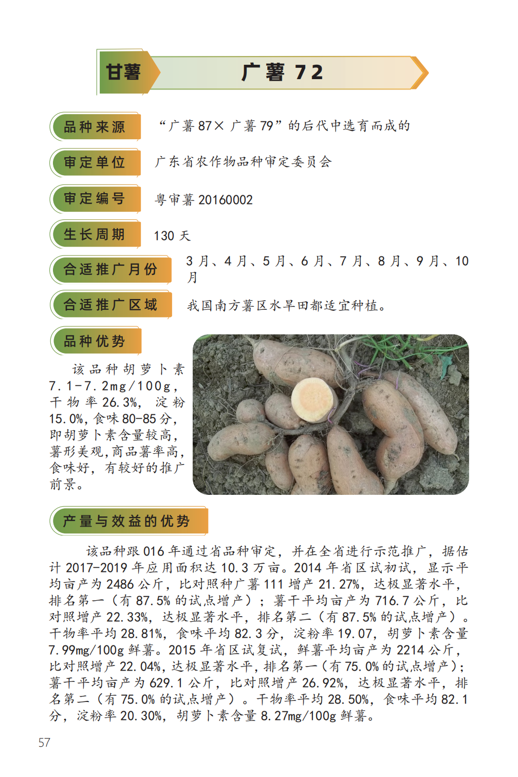 广薯 72-1.png
