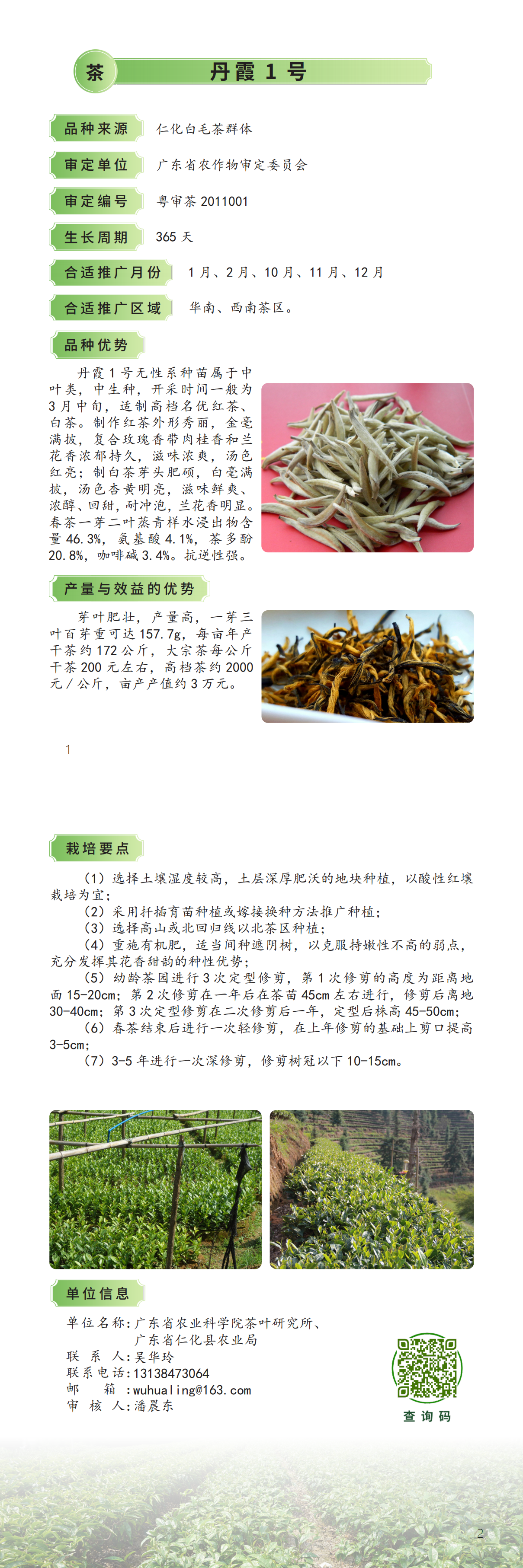 (茶叶)2024年主导品种.png